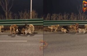 ಮಾಂಸದ ವ್ಯಾಪಾರಿಗಳಿಂದ ಪಾರಾಗಿ, ಮರಳಿ ಹಳ್ಳಿ ಸೇರಿದ ನಾಯಿಗಳು