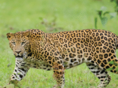 ಒಂದೇ ವಾರದಲ್ಲಿ 2 ಚಿರತೆ ಸೆರೆ – ನಿಟ್ಟುಸಿರು ಬಿಟ್ಟ ಗ್ರಾಮಸ್ಥರು…!