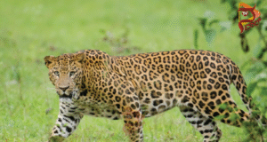 ಒಂದೇ ವಾರದಲ್ಲಿ 2 ಚಿರತೆ ಸೆರೆ – ನಿಟ್ಟುಸಿರು ಬಿಟ್ಟ ಗ್ರಾಮಸ್ಥರು…!