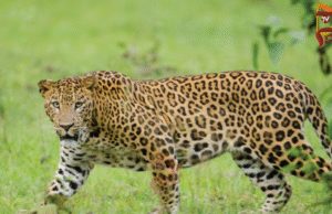 ಒಂದೇ ವಾರದಲ್ಲಿ 2 ಚಿರತೆ ಸೆರೆ – ನಿಟ್ಟುಸಿರು ಬಿಟ್ಟ ಗ್ರಾಮಸ್ಥರು…!