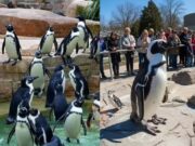 ಕಾರಂಜಿ ಕೆರೆಯಲ್ಲಿ ಶೀಘ್ರವೇ ದ.ಭಾರತದ ಮೊದಲ ಪೆಂಗ್ವಿನ್ ಪಾರ್ಕ್ ನಿರ್ಮಾಣ