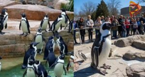 ಕಾರಂಜಿ ಕೆರೆಯಲ್ಲಿ ಶೀಘ್ರವೇ ದ.ಭಾರತದ ಮೊದಲ ಪೆಂಗ್ವಿನ್ ಪಾರ್ಕ್ ನಿರ್ಮಾಣ