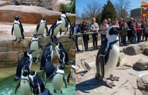 ಕಾರಂಜಿ ಕೆರೆಯಲ್ಲಿ ಶೀಘ್ರವೇ ದ.ಭಾರತದ ಮೊದಲ ಪೆಂಗ್ವಿನ್ ಪಾರ್ಕ್ ನಿರ್ಮಾಣ