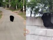 ವಿಮಾನ ನಿಲ್ದಾಣದ ಕಾಂಪೌಂಡ್ ಹಾರಿ ಒಳಗೆ ನುಗ್ಗಿದ ಕರಡಿ