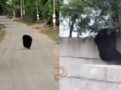 ವಿಮಾನ ನಿಲ್ದಾಣದ ಕಾಂಪೌಂಡ್ ಹಾರಿ ಒಳಗೆ ನುಗ್ಗಿದ ಕರಡಿ