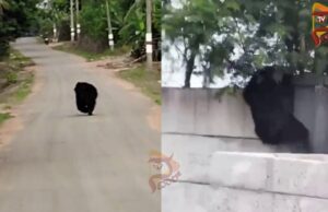 ವಿಮಾನ ನಿಲ್ದಾಣದ ಕಾಂಪೌಂಡ್ ಹಾರಿ ಒಳಗೆ ನುಗ್ಗಿದ ಕರಡಿ