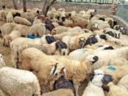 ವಿಷಕಾರಿ ಮೇವು ತಿಂದು 70ಕ್ಕೂ ಹೆಚ್ಚು ಕುರಿಗಳು ಸಾವು..!