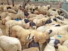 ವಿಷಕಾರಿ ಮೇವು ತಿಂದು 70ಕ್ಕೂ ಹೆಚ್ಚು ಕುರಿಗಳು ಸಾವು..!