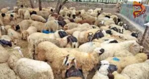 ವಿಷಕಾರಿ ಮೇವು ತಿಂದು 70ಕ್ಕೂ ಹೆಚ್ಚು ಕುರಿಗಳು ಸಾವು..!