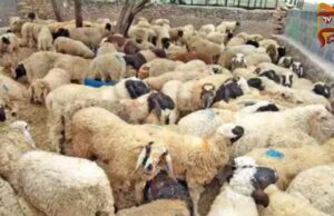 ವಿಷಕಾರಿ ಮೇವು ತಿಂದು 70ಕ್ಕೂ ಹೆಚ್ಚು ಕುರಿಗಳು ಸಾವು..!