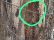 ಆಟವಾಡುತ್ತಿದ್ದಾಗ, ತಗುಲಿದ ಕಬ್ಬಿಣದ ತಂತಿ – ಮಗುವಿನ ಮರ್ಮಾಂಗಕ್ಕೆ ಹೊಲಿಗೆ..