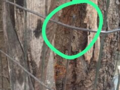 ಆಟವಾಡುತ್ತಿದ್ದಾಗ, ತಗುಲಿದ ಕಬ್ಬಿಣದ ತಂತಿ – ಮಗುವಿನ ಮರ್ಮಾಂಗಕ್ಕೆ ಹೊಲಿಗೆ..