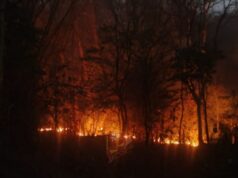 ಮುತ್ತೋಡಿ ಅರಣ್ಯದಲ್ಲಿ ಭಾರೀ ಕಾಡ್ಗಿಚ್ಚು – ಅಪರೂಪದ ಸಸ್ಯರಾಶಿ ಬೆಂಕಿಗೆ ಆಹುತಿ..!