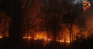 ಮುತ್ತೋಡಿ ಅರಣ್ಯದಲ್ಲಿ ಭಾರೀ ಕಾಡ್ಗಿಚ್ಚು – ಅಪರೂಪದ ಸಸ್ಯರಾಶಿ ಬೆಂಕಿಗೆ ಆಹುತಿ..!