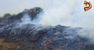 ಅಗ್ನಿ ಅವಘಡ – 320 ಕ್ವಿಂಟಲ್ ಮೆಕ್ಕೆ ಜೋಳ ಭಸ್ಮ..!