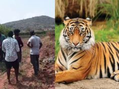 ಭೀಮನಬೀಡು ಗ್ರಾಮದಲ್ಲಿ ಮತ್ತೆ ಹುಲಿ ಪ್ರತ್ಯಕ್ಷ – ಗ್ರಾಮಸ್ಥರಲ್ಲಿ ಆತಂಕ..!