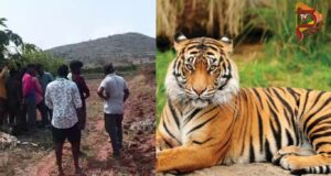 ಭೀಮನಬೀಡು ಗ್ರಾಮದಲ್ಲಿ ಮತ್ತೆ ಹುಲಿ ಪ್ರತ್ಯಕ್ಷ – ಗ್ರಾಮಸ್ಥರಲ್ಲಿ ಆತಂಕ..!