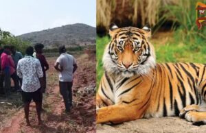 ಭೀಮನಬೀಡು ಗ್ರಾಮದಲ್ಲಿ ಮತ್ತೆ ಹುಲಿ ಪ್ರತ್ಯಕ್ಷ – ಗ್ರಾಮಸ್ಥರಲ್ಲಿ ಆತಂಕ..!