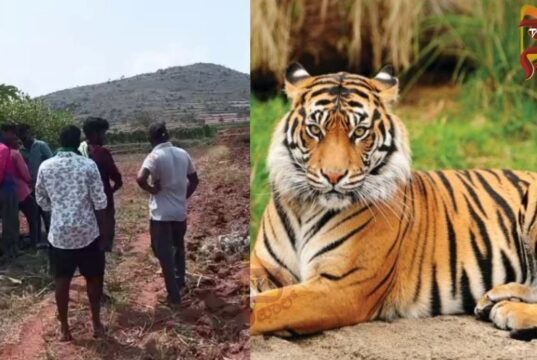 ಭೀಮನಬೀಡು ಗ್ರಾಮದಲ್ಲಿ ಮತ್ತೆ ಹುಲಿ ಪ್ರತ್ಯಕ್ಷ – ಗ್ರಾಮಸ್ಥರಲ್ಲಿ ಆತಂಕ..!