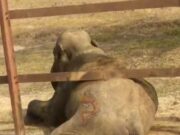 ರೈಲ್ವೆ ಹಳಿ ತಡೆಗೋಡೆಯಲ್ಲಿ ಸಿಲುಕಿ ಒದ್ದಾಡಿದ ಒಂಟಿ ಸಲಗ..!