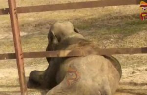 ರೈಲ್ವೆ ಹಳಿ ತಡೆಗೋಡೆಯಲ್ಲಿ ಸಿಲುಕಿ ಒದ್ದಾಡಿದ ಒಂಟಿ ಸಲಗ..!