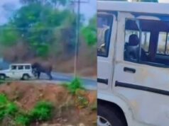 ಅರಣ್ಯ ಇಲಾಖೆ ಜೀಪನ್ನೇ ಅಟ್ಟಾಡಿಸಿ ಅಟ್ಯಾಕ್ ಮಾಡಿದ ಕಾಡಾನೆ..!