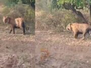 ಮಾಲ್ತಾರೆ ಅರಣ್ಯ ಮಾರ್ಗದಲ್ಲಿ ಹುಲಿ ದರ್ಶನ – ಪ್ರವಾಸಿಗರು ಫುಲ್ ಖುಷ್