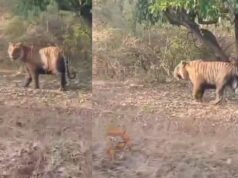 ಮಾಲ್ತಾರೆ ಅರಣ್ಯ ಮಾರ್ಗದಲ್ಲಿ ಹುಲಿ ದರ್ಶನ – ಪ್ರವಾಸಿಗರು ಫುಲ್ ಖುಷ್