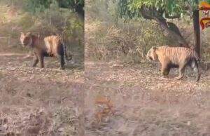 ಮಾಲ್ತಾರೆ ಅರಣ್ಯ ಮಾರ್ಗದಲ್ಲಿ ಹುಲಿ ದರ್ಶನ – ಪ್ರವಾಸಿಗರು ಫುಲ್ ಖುಷ್