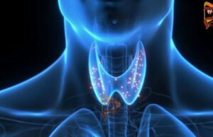 ಥೈರಾಯ್ಡ್ ಸಮಸ್ಯೆ ಇದ್ರೆ ನಿಮ್ಮ ಆಹಾರ ಪದ್ಧತಿ ಹೀಗಿರಲಿ..!