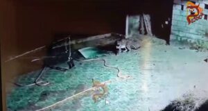 ಬ್ರಹ್ಮಾವರ ತಾಲೂಕಿನಲ್ಲಿ ಹೆಚ್ಚಿದ ಚಿರತೆಗಳ ಕಾಟ…!