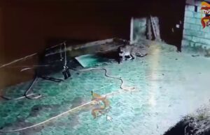 ಬ್ರಹ್ಮಾವರ ತಾಲೂಕಿನಲ್ಲಿ ಹೆಚ್ಚಿದ ಚಿರತೆಗಳ ಕಾಟ…!