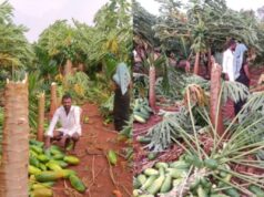 ಜಿಲ್ಲೆಯಲ್ಲಿ ಗುಡುಗು ಸಹಿತ ಮಳೆ – ಪಪ್ಪಾಯ ಬೆಳೆ ಸಂಪೂರ್ಣ ನಾಶ..!