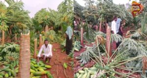 ಜಿಲ್ಲೆಯಲ್ಲಿ ಗುಡುಗು ಸಹಿತ ಮಳೆ – ಪಪ್ಪಾಯ ಬೆಳೆ ಸಂಪೂರ್ಣ ನಾಶ..!