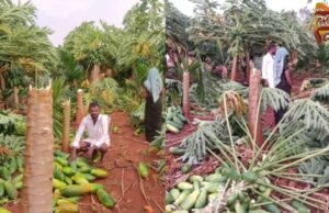 ಜಿಲ್ಲೆಯಲ್ಲಿ ಗುಡುಗು ಸಹಿತ ಮಳೆ – ಪಪ್ಪಾಯ ಬೆಳೆ ಸಂಪೂರ್ಣ ನಾಶ..!