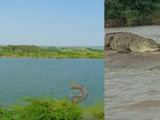 ಕೃಷ್ಣಾ ನದಿಯಲ್ಲಿ ಕುರಿಗಾಹಿ ಮೇಲೆ ಮೊಸಳೆ ದಾಳಿ..!