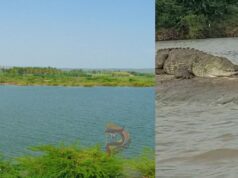 ಕೃಷ್ಣಾ ನದಿಯಲ್ಲಿ ಕುರಿಗಾಹಿ ಮೇಲೆ ಮೊಸಳೆ ದಾಳಿ..!