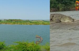 ಕೃಷ್ಣಾ ನದಿಯಲ್ಲಿ ಕುರಿಗಾಹಿ ಮೇಲೆ ಮೊಸಳೆ ದಾಳಿ..!