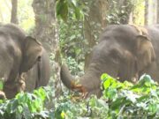 ಕಾರ್ಯಾಚರಣೆ ತಂಡಕ್ಕೆ ಚಳ್ಳೆಹಣ್ಣು ತಿನ್ನಿಸಿದ ಕಾಡಾನೆ