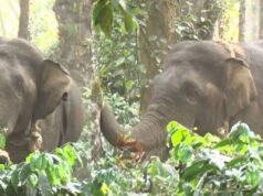 ಕಾರ್ಯಾಚರಣೆ ತಂಡಕ್ಕೆ ಚಳ್ಳೆಹಣ್ಣು ತಿನ್ನಿಸಿದ ಕಾಡಾನೆ