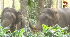 ಕಾರ್ಯಾಚರಣೆ ತಂಡಕ್ಕೆ ಚಳ್ಳೆಹಣ್ಣು ತಿನ್ನಿಸಿದ ಕಾಡಾನೆ