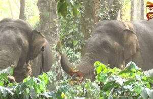 ಕಾರ್ಯಾಚರಣೆ ತಂಡಕ್ಕೆ ಚಳ್ಳೆಹಣ್ಣು ತಿನ್ನಿಸಿದ ಕಾಡಾನೆ