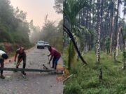 ಕಾಫಿನಾಡು, ಮಲೆನಾಡಲ್ಲಿ ತಡರಾತ್ರಿ ಭಾರೀ ಮಳೆ – ಧರೆಗುರುಳಿದ ಮರಗಳು