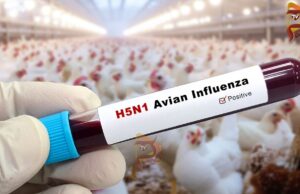 ಚಿಕನ್ ಪ್ರಿಯರೇ ಎಚ್ಚರ – ರಾಜ್ಯಕ್ಕೆ ಕಾಲಿಟ್ಟಿದೆ ಹಕ್ಕಿ ಜ್ವರ..!