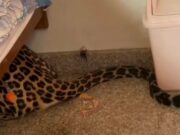 ಮನೆಗೆ ನುಗ್ಗಿ ಮಂಚದ ಕೆಳಗೆ ಅವಿತು ಕುಳಿತ ಚಿರತೆ; ಹೌಹಾರಿದ ಕುಟುಂಬಸ್ಥರು!