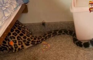 ಮನೆಗೆ ನುಗ್ಗಿ ಮಂಚದ ಕೆಳಗೆ ಅವಿತು ಕುಳಿತ ಚಿರತೆ; ಹೌಹಾರಿದ ಕುಟುಂಬಸ್ಥರು!