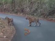 ರಾಜಗಾಂಭಿರ್ಯದಿಂದ ರಸ್ತೆಗೆ ಬಂದ ಹುಲಿ – ಅಪರೂಪದ ದೃಶ್ಯ..