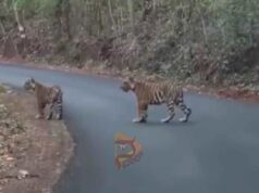 ರಾಜಗಾಂಭಿರ್ಯದಿಂದ ರಸ್ತೆಗೆ ಬಂದ ಹುಲಿ – ಅಪರೂಪದ ದೃಶ್ಯ..