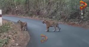 ರಾಜಗಾಂಭಿರ್ಯದಿಂದ ರಸ್ತೆಗೆ ಬಂದ ಹುಲಿ – ಅಪರೂಪದ ದೃಶ್ಯ..