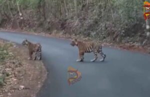 ರಾಜಗಾಂಭಿರ್ಯದಿಂದ ರಸ್ತೆಗೆ ಬಂದ ಹುಲಿ – ಅಪರೂಪದ ದೃಶ್ಯ..